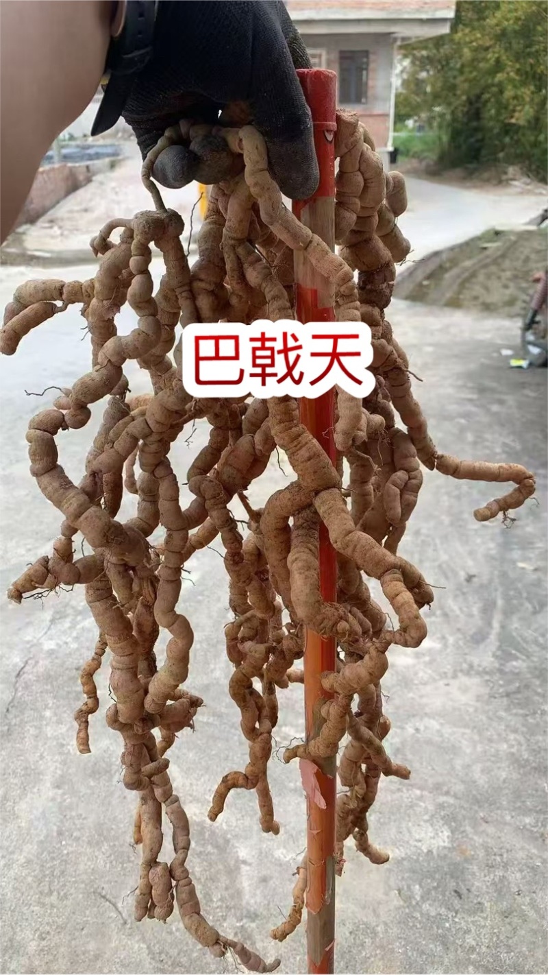 巴戟天地摊电商批发新鲜巴戟天中药材鸡场风凤眼根煲汤汤料