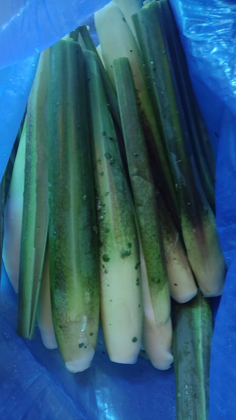 茭白大量上市精品电商都有量欢迎订购