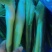 茭白大量上市精品电商都有量欢迎订购