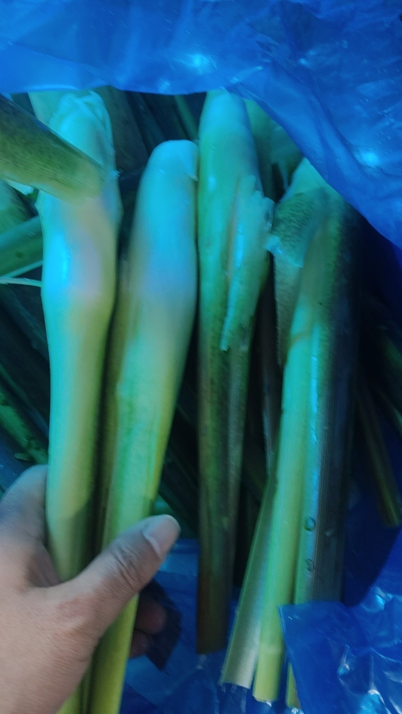 茭白大量上市精品电商都有量欢迎订购