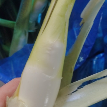 茭白大量上市精品电商都有量欢迎订购