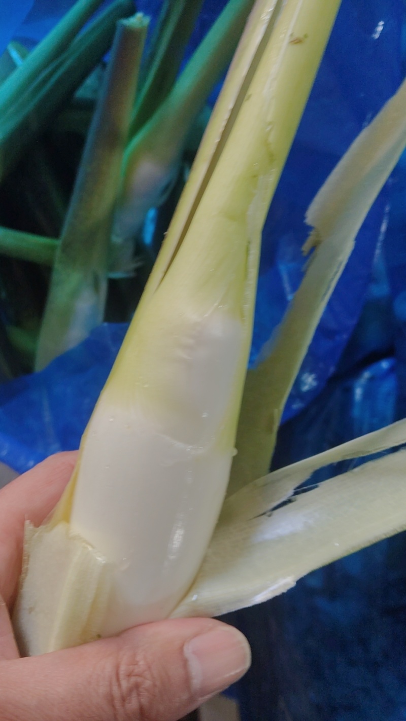 茭白大量上市精品电商都有量欢迎订购