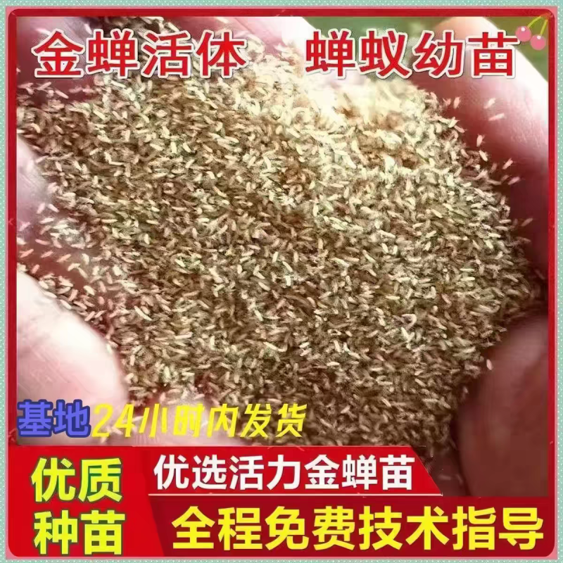 金蝉幼苗爬叉知了猴幼虫节流龟幼苗养殖基地批发蝉卵幼虫活体鲜活