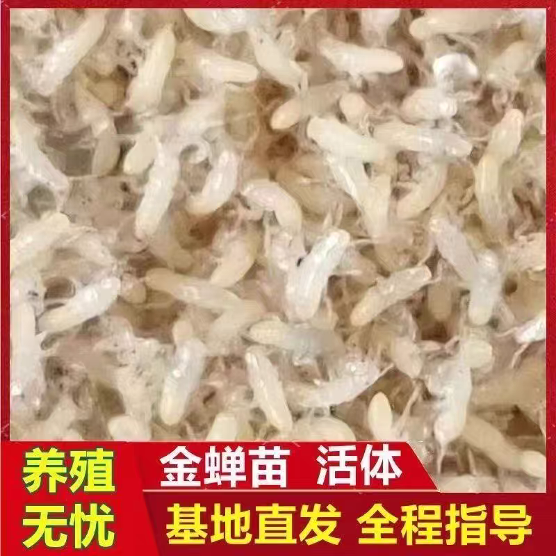 金蝉幼苗养殖基地批发知了猴幼虫包活到家优质金蝉苗量大从优