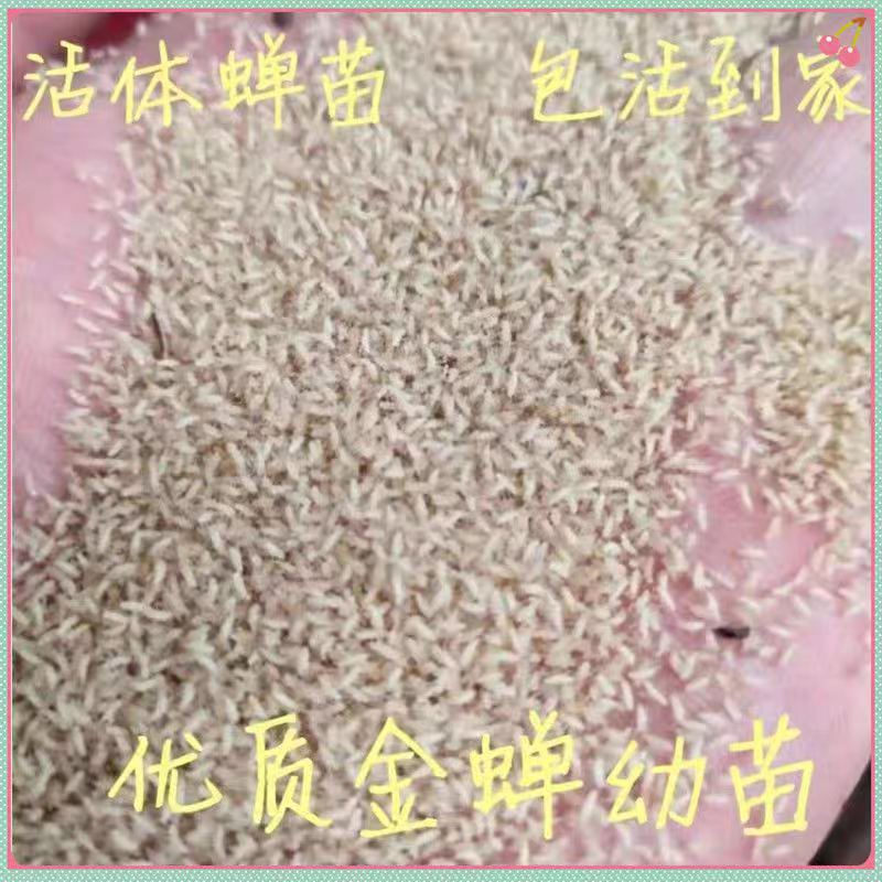 金蝉幼苗养殖基地批发知了猴幼虫包活到家优质金蝉苗量大从优