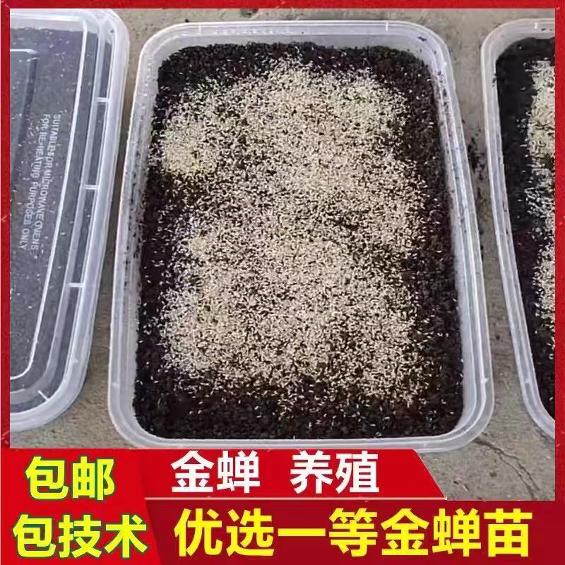 金蝉幼苗养殖基地批发知了猴幼虫包活到家优质金蝉苗量大从优