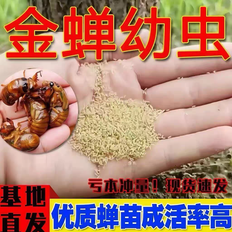 金蝉幼苗养殖基地批发知了猴幼虫包活到家优质金蝉苗量大从优