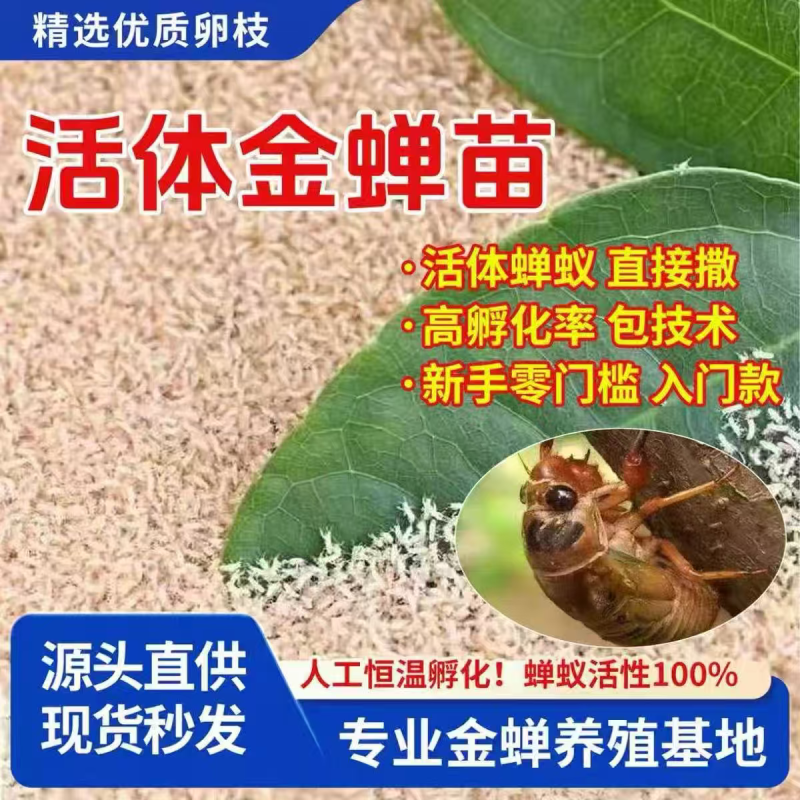 金蝉幼苗养殖基地批发知了猴幼虫包活到家优质金蝉苗量大从优