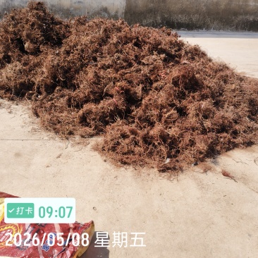 红茜草