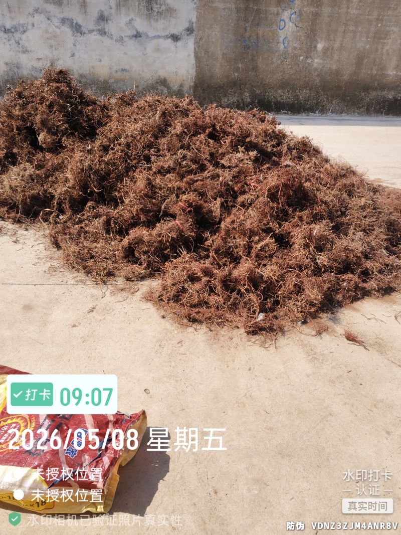 红茜草