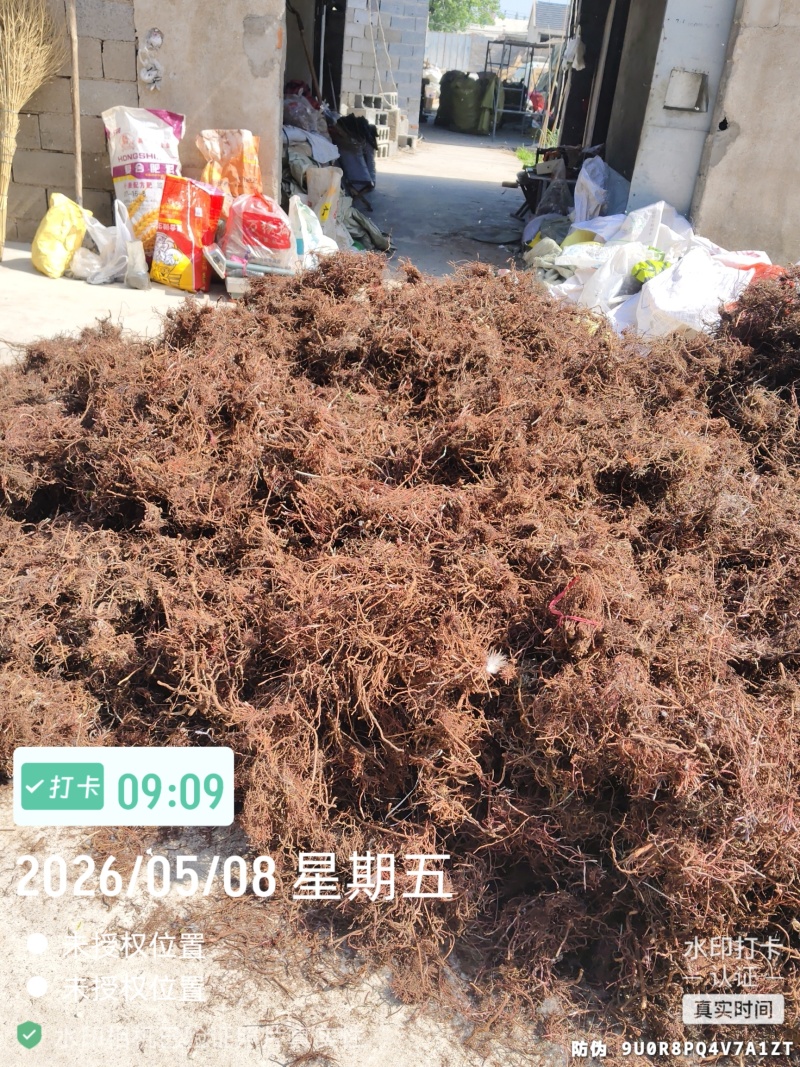 红茜草