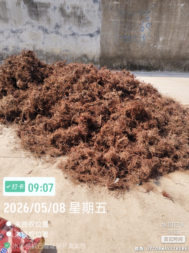 红茜草