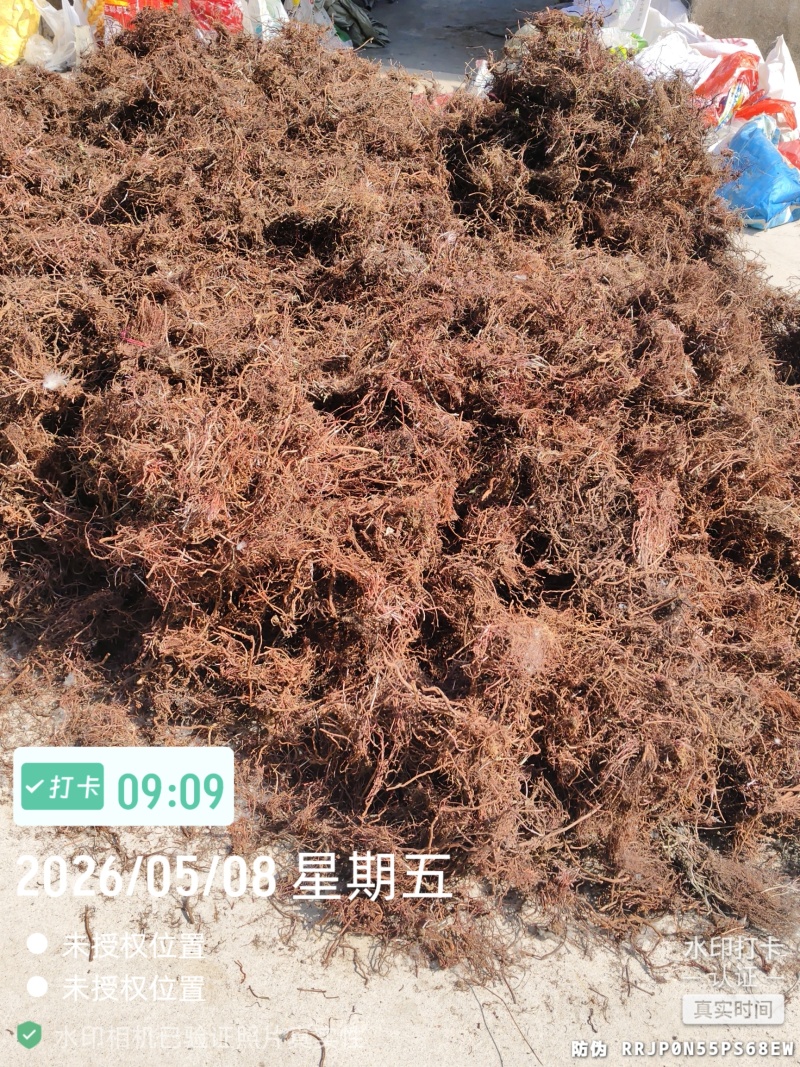 红茜草