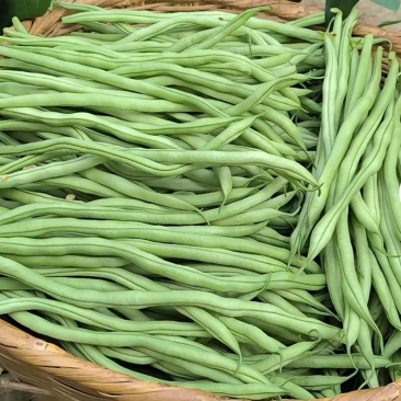 架豆王/豆角