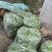 架豆王/豆角