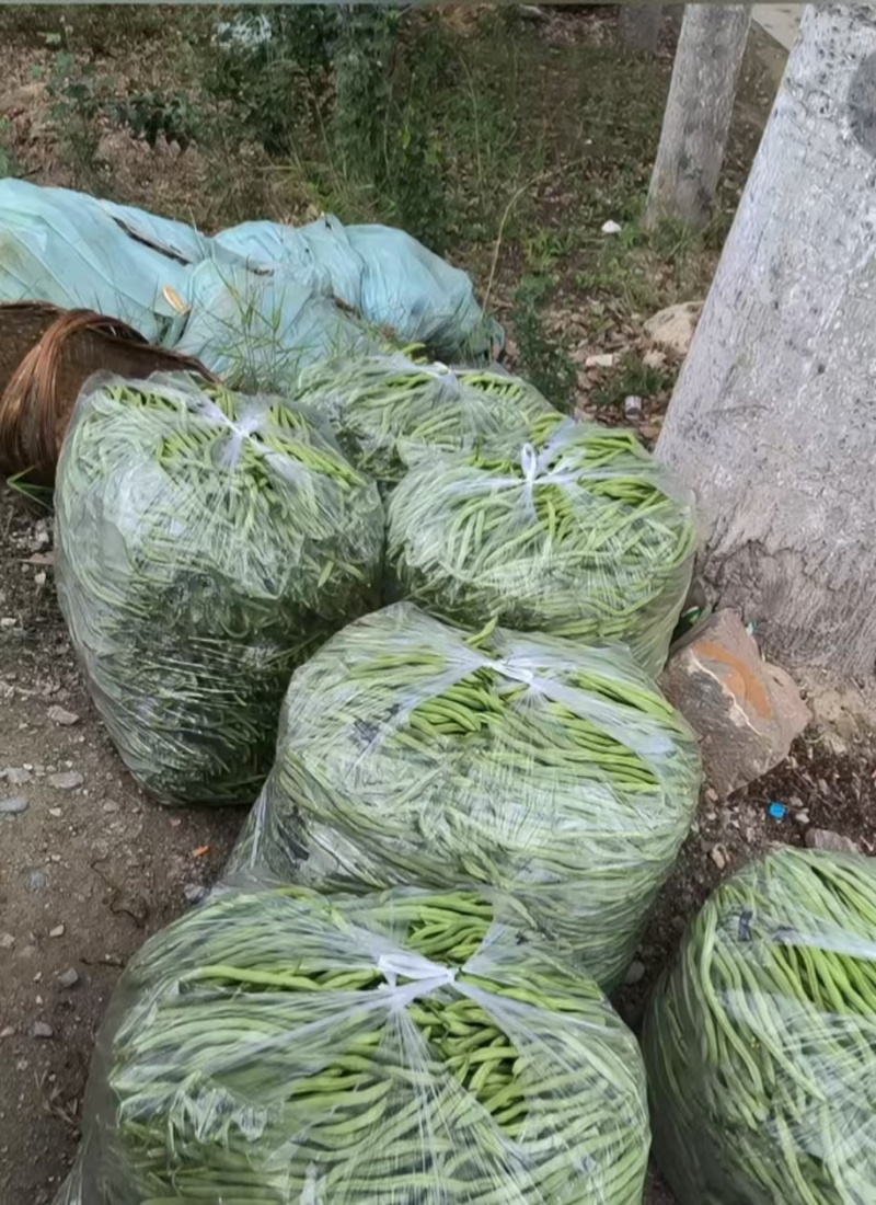 架豆王/豆角