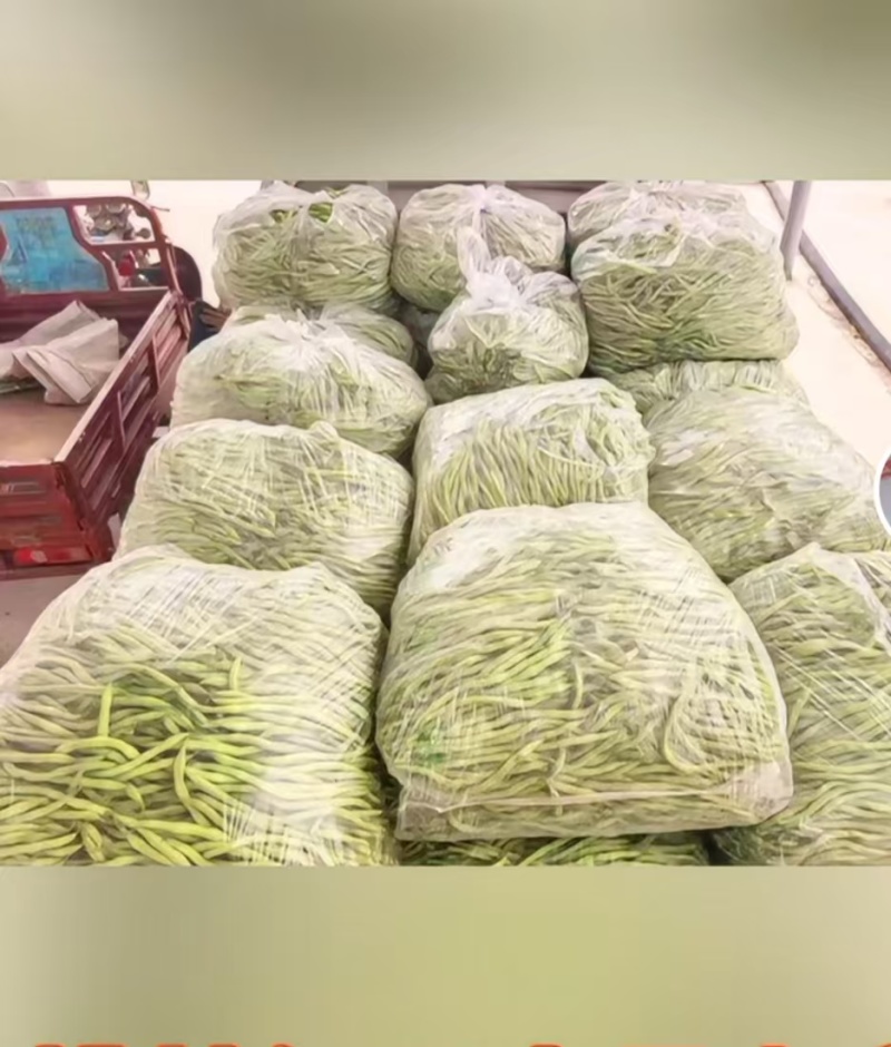 架豆王/豆角