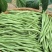 架豆王/豆角