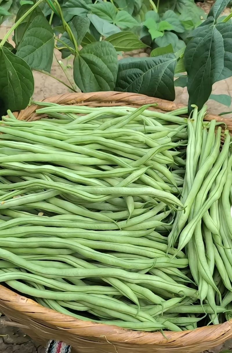 架豆王/豆角