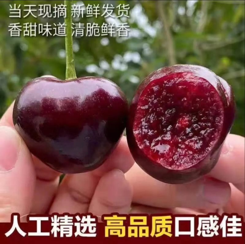 【热卖】美早樱桃陕西渭南产地直发量大价优欢迎联系