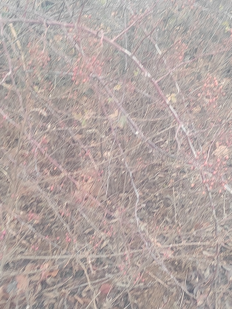 山归来蔷薇果鲜切枝条花卉