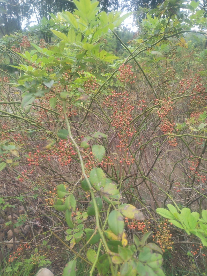山归来蔷薇果鲜切枝条花卉