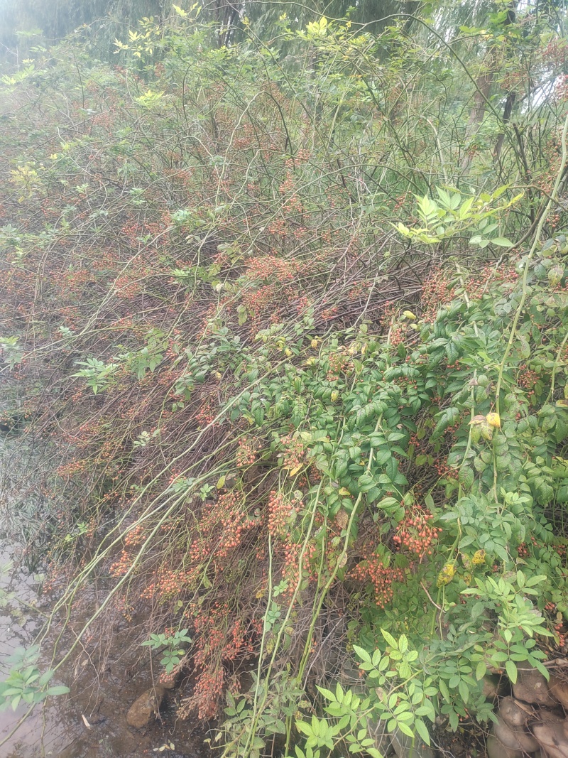 山归来蔷薇果鲜切枝条花卉
