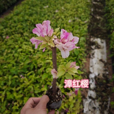 潮州红同安红塔紫福建袋苗无纺布三角梅基地批发