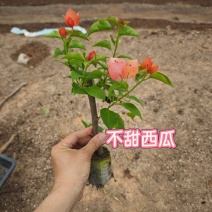 三角梅小苗几十个品种欢迎咨询品种齐全基地发货