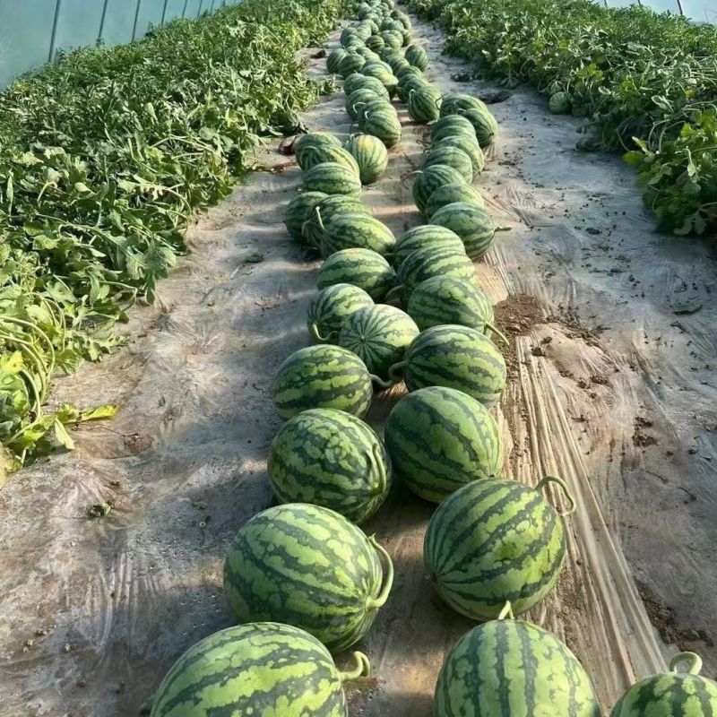 精选沈阳甜王西瓜基地直发包熟包甜对接商超电商一条龙