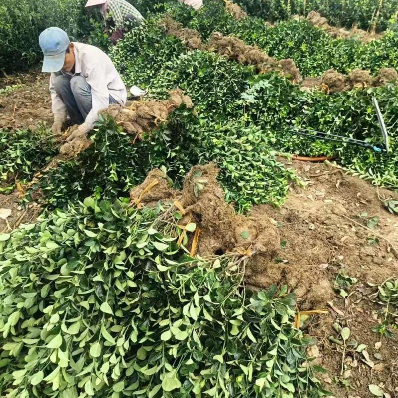 江苏大叶黄杨别名冬青规格齐全苗圃直销基地直发