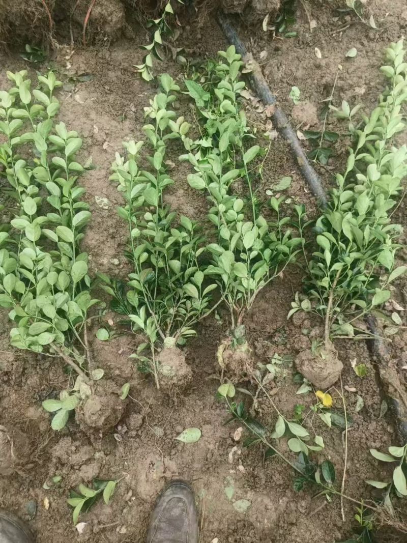 江苏大叶黄杨别名冬青规格齐全苗圃直销基地直发