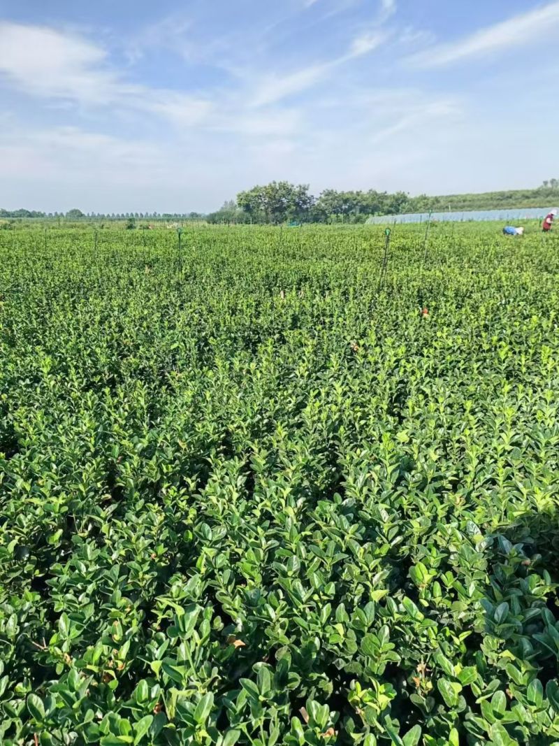 江苏大叶黄杨别名冬青规格齐全苗圃直销基地直发