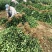 江苏大叶黄杨别名冬青规格齐全苗圃直销基地直发