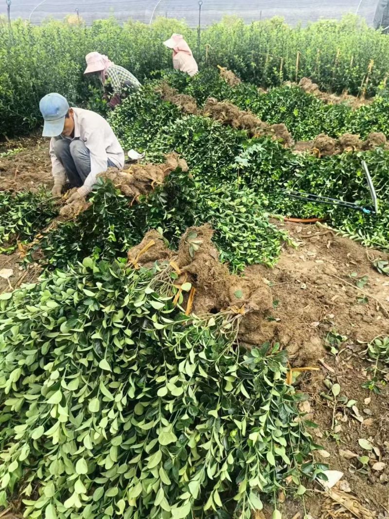 江苏大叶黄杨别名冬青规格齐全苗圃直销基地直发