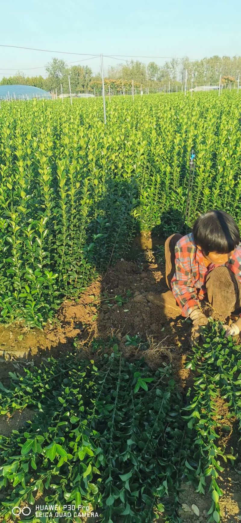 江苏大叶黄杨别名冬青规格齐全苗圃直销基地直发