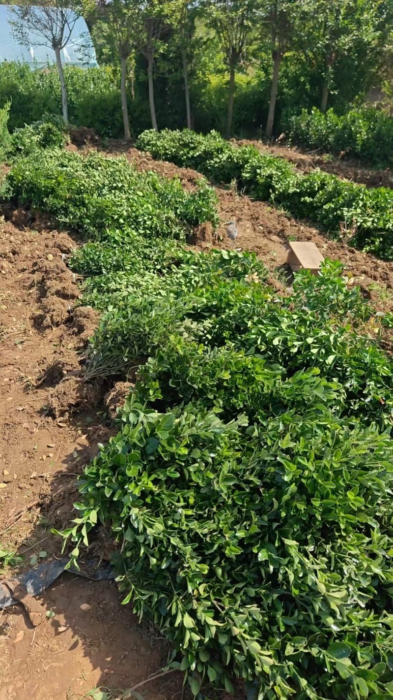 江苏大叶黄杨别名冬青规格齐全苗圃直销基地直发