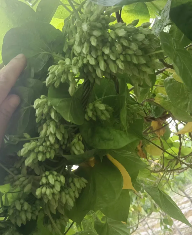夜香花