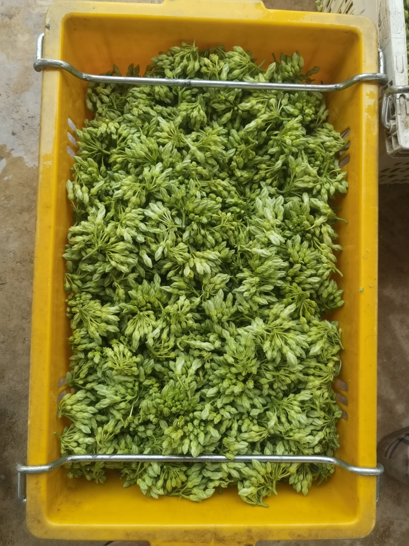 夜香花