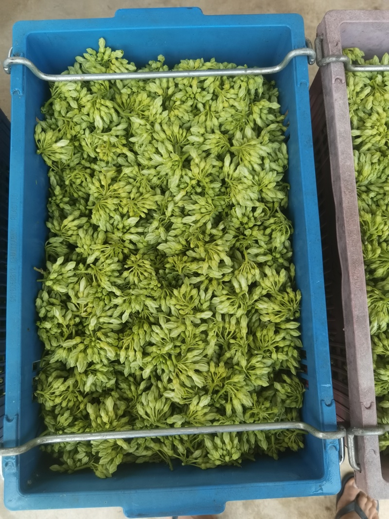 夜香花
