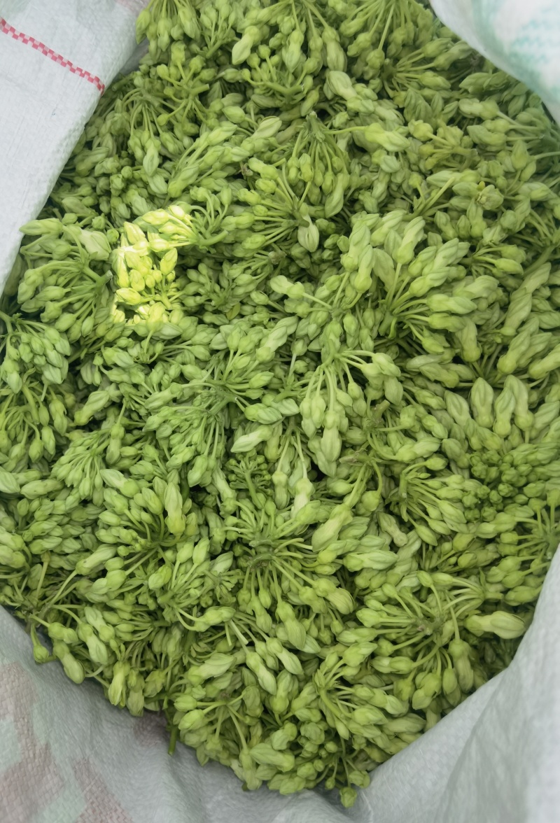 夜香花