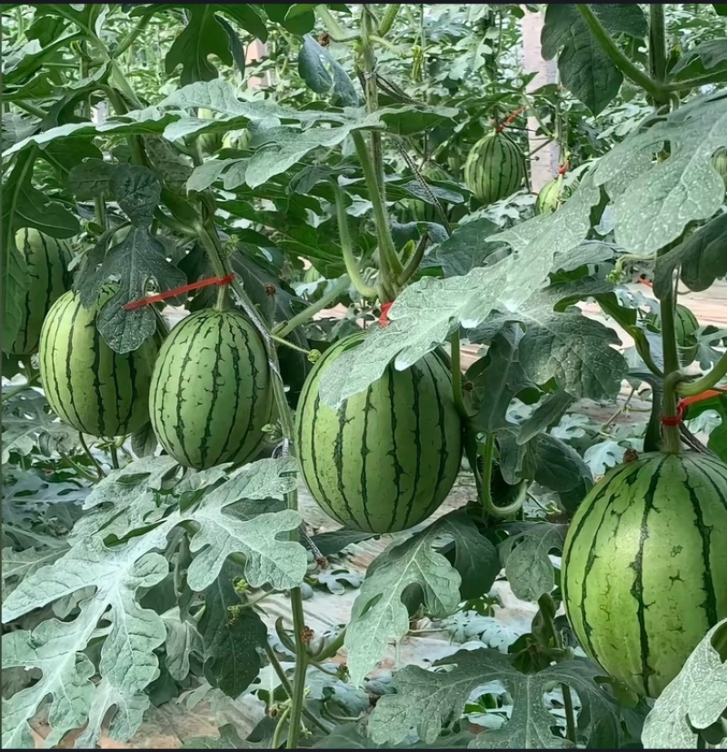 【推荐】陕西938吊兰西瓜小糖丸基地直发品质保证