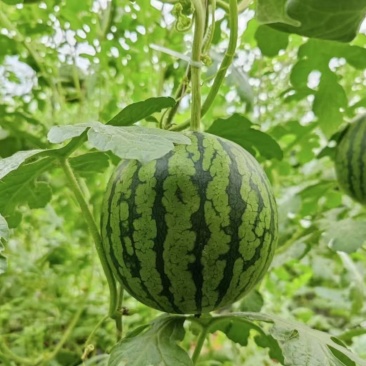 【推荐】陕西《小糖丸西瓜》基地直发保质保量包熟包甜对接全国