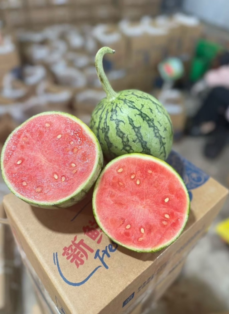 【推荐】陕西《小糖丸西瓜》基地直发保质保量包熟包甜对接全国