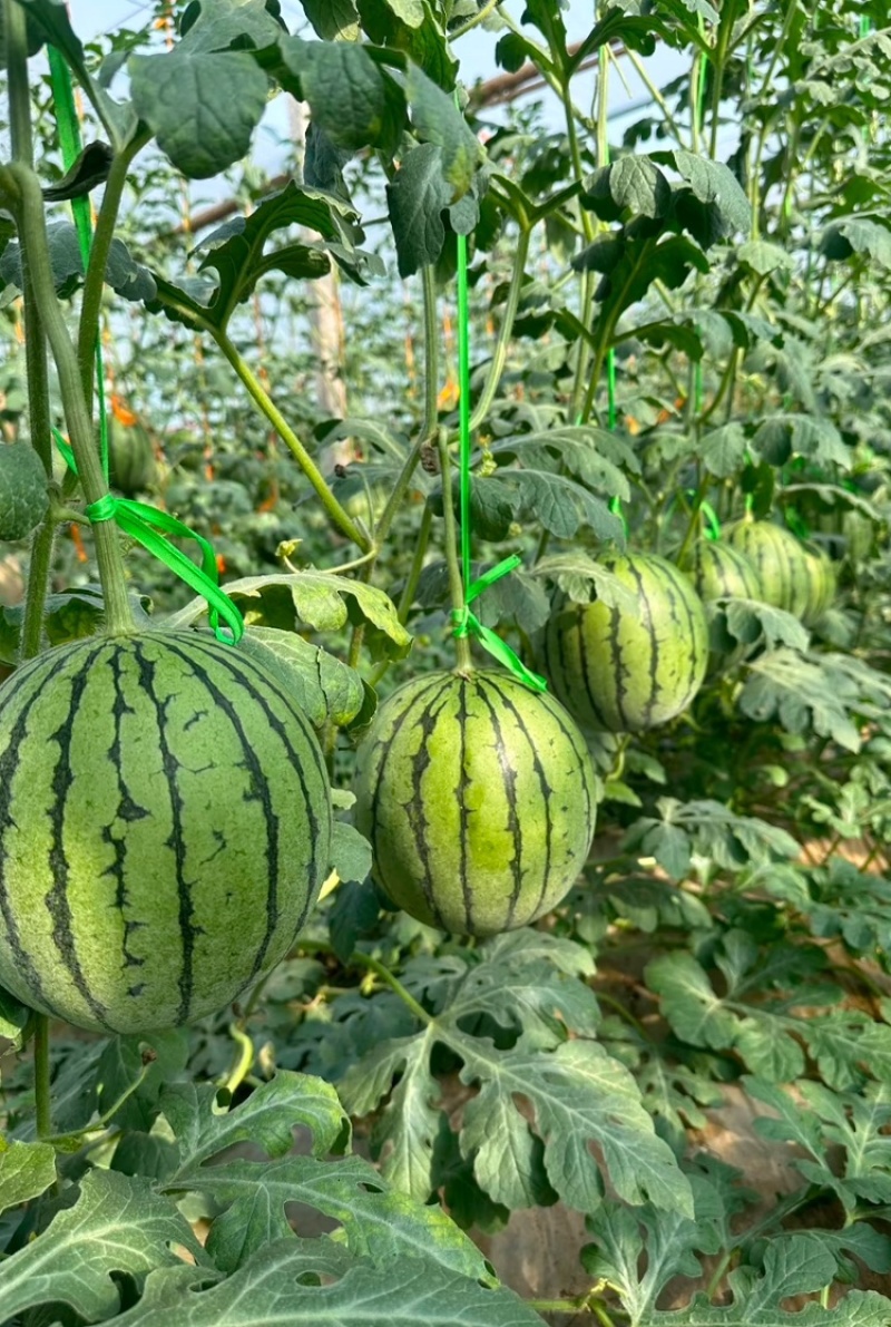 【推荐】陕西《小糖丸西瓜》基地直发保质保量包熟包甜对接全国