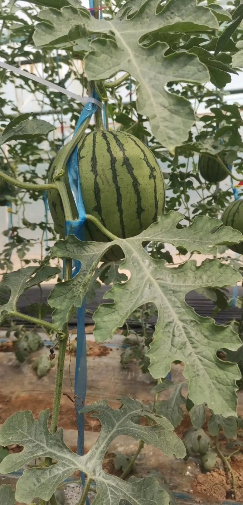 【推荐】陕西《小糖丸西瓜》基地直发保质保量包熟包甜对接全国