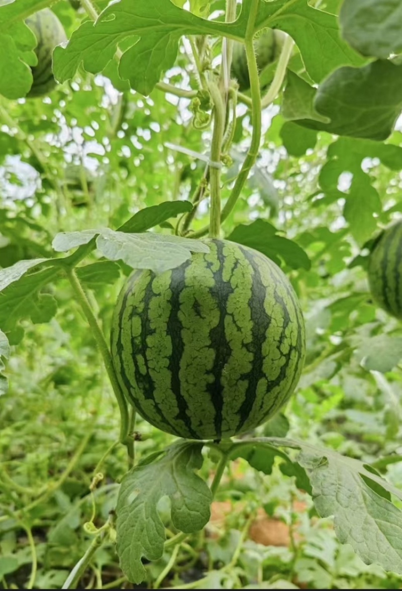 【推荐】陕西938吊兰西瓜小糖丸基地直发品质保证