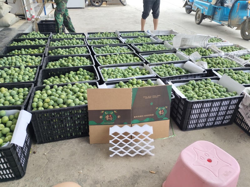 贵州贞丰四月李青脆李脱骨李电商，市场量大走货供应链