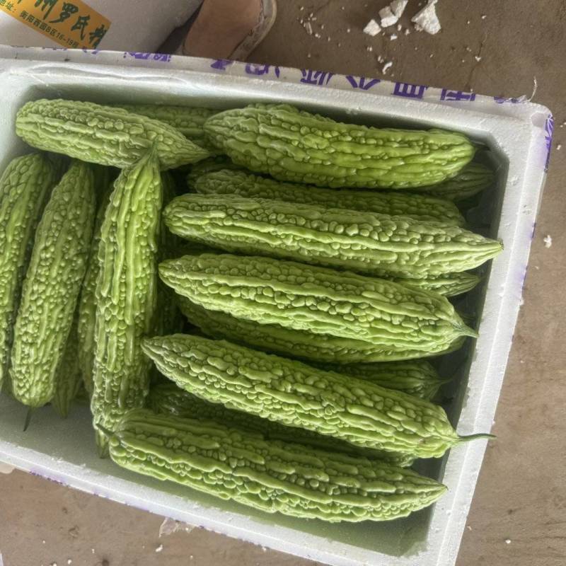 湖北苦瓜，大麻小麻，青皮苦瓜，油苦瓜，对接批发，电商