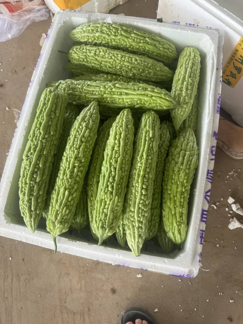 湖北苦瓜，大麻小麻，青皮苦瓜，油苦瓜，对接批发，电商